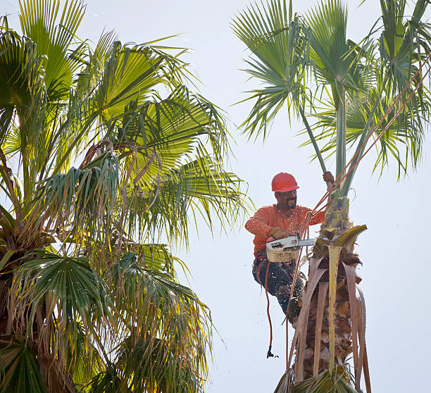 Best Fruit Tree Pruning  in Lexington, WA